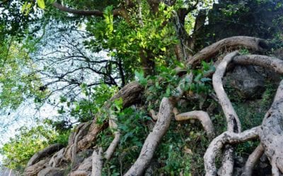 HOW TO CARE FOR TREE ROOTS…