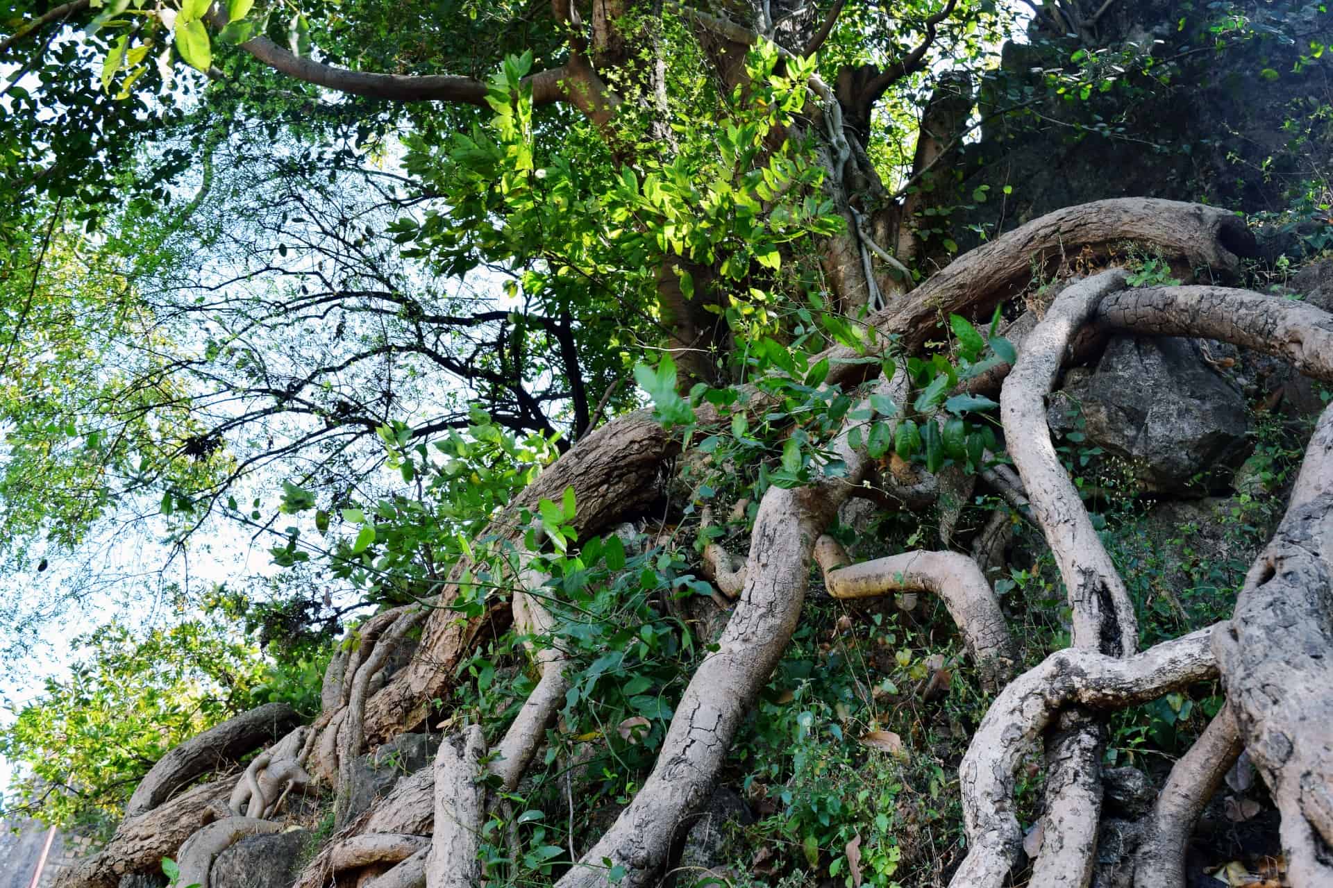 Exposed tree roots wrapping around mossy rocks