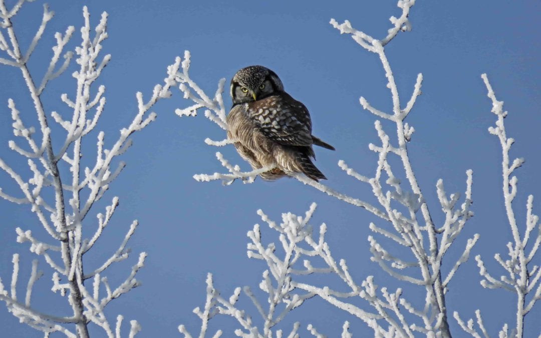 THE BENEFITS OF WINTER PRUNING