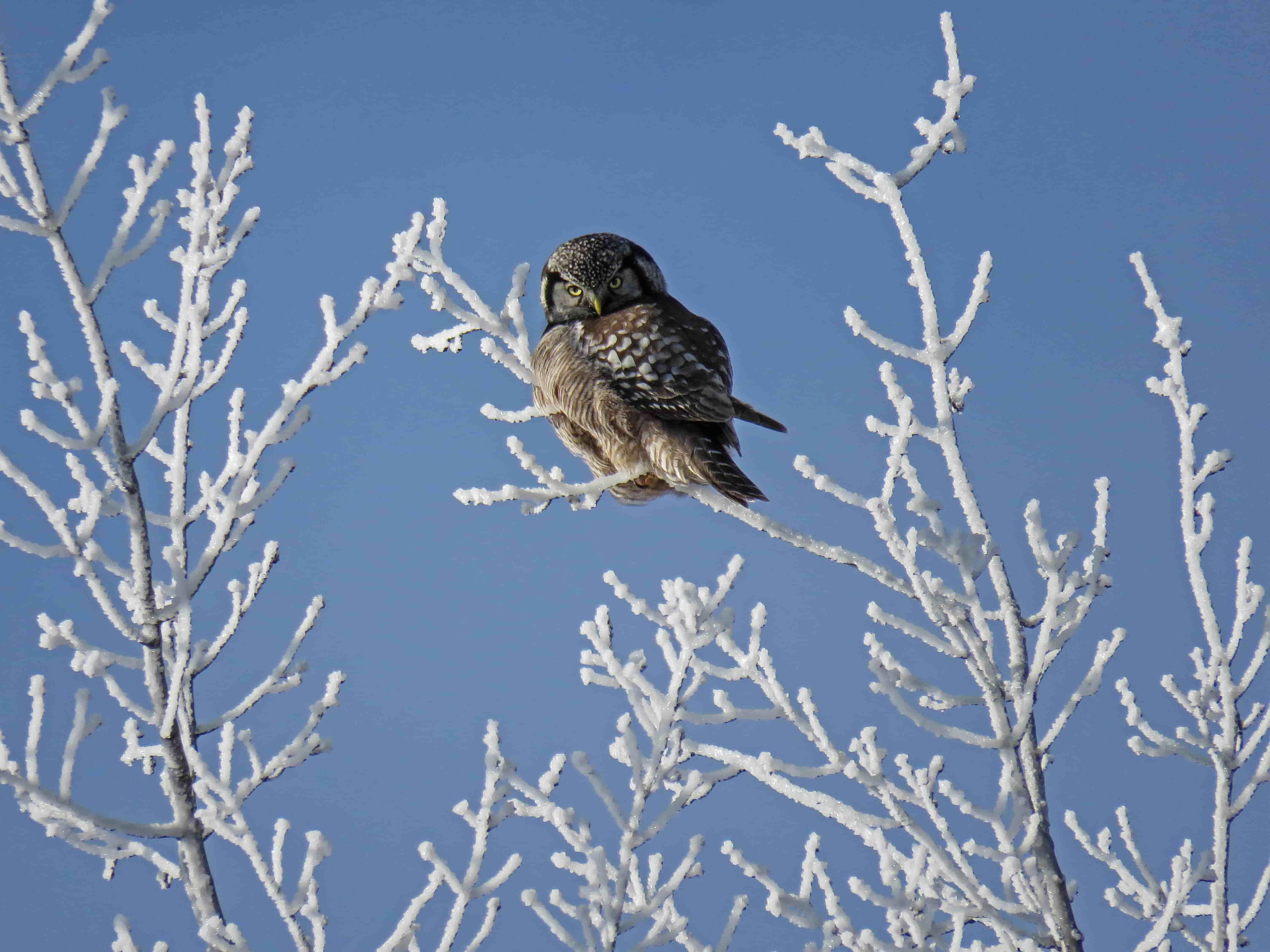 An owl ready to share the benefits of winter pruning