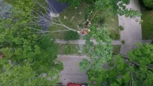 Screenshot from our tree removal video of Colin Bugg at the top of a tree, cutting it down piece by piece.