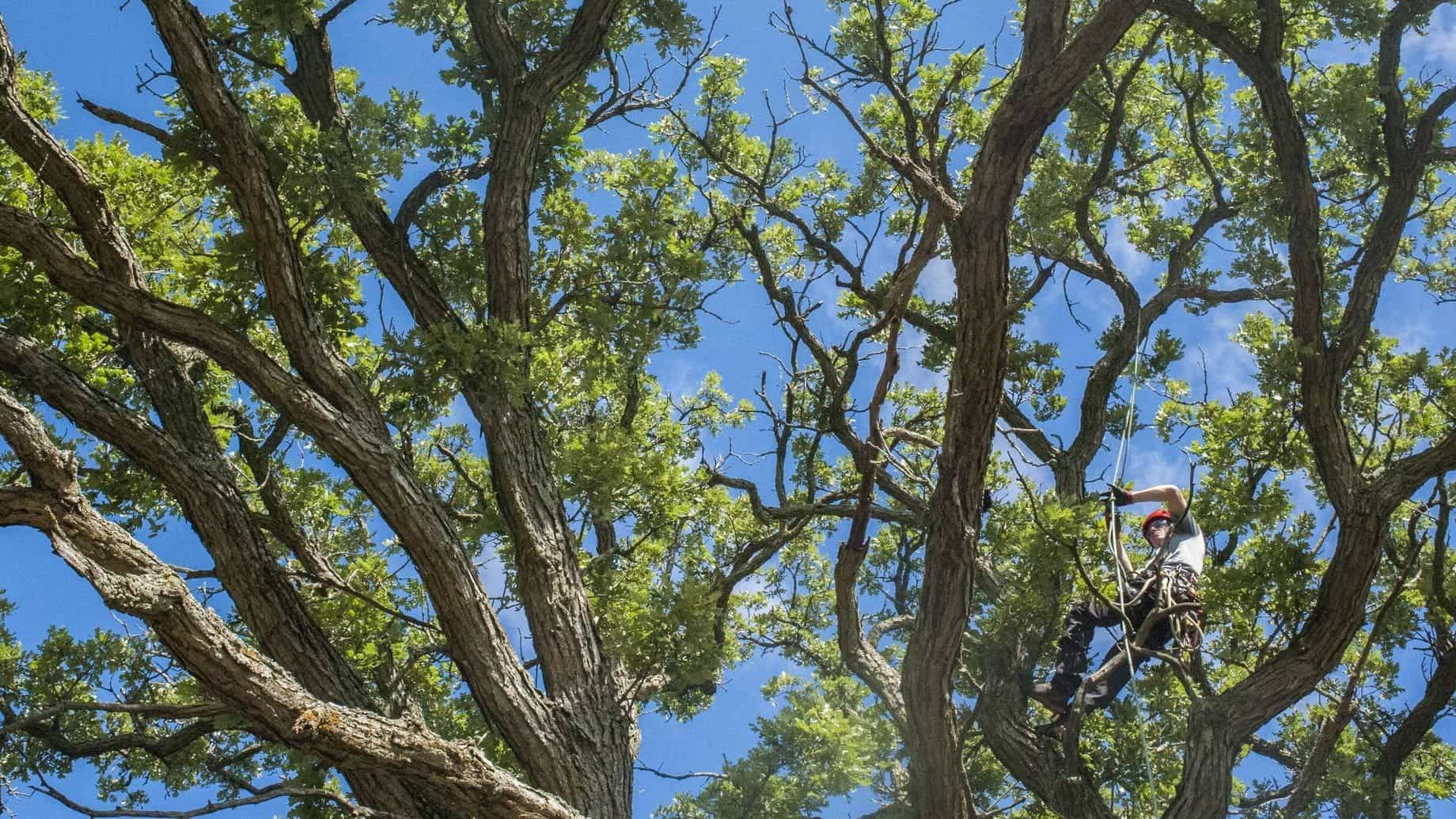 Colin Bugg pruning a tree for BUGG TREE CARE | "We speak tree."