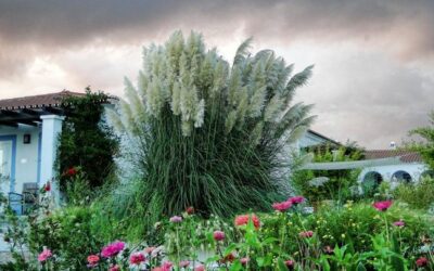 RAIN GARDENS: CONSIDER THE IMPACT ON YOUR TREES FIRST