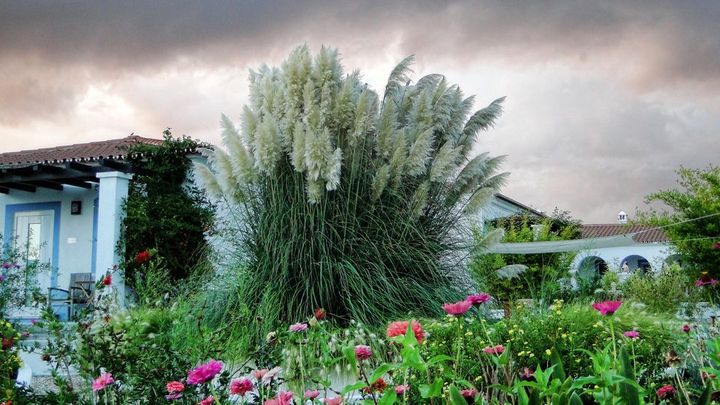 RAIN GARDENS: CONSIDER THE IMPACT ON YOUR TREES FIRST